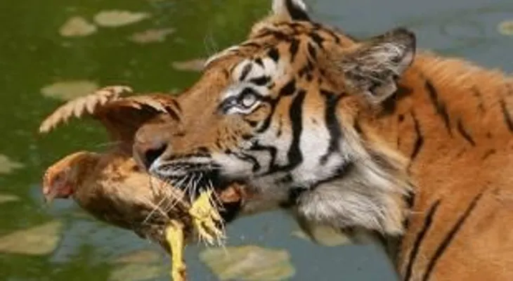 Tigres comen águilas a la carta; gana 3ro en línea con Offerman como dirigente 