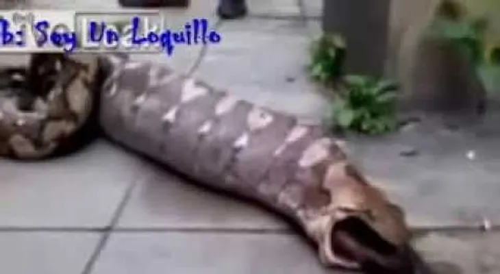 Video: Una serpiente se traga un perro y luego lo vomita entero
