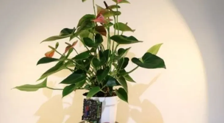 Crean hibrido planta-robot, capaz de desplazarse en busca de luz