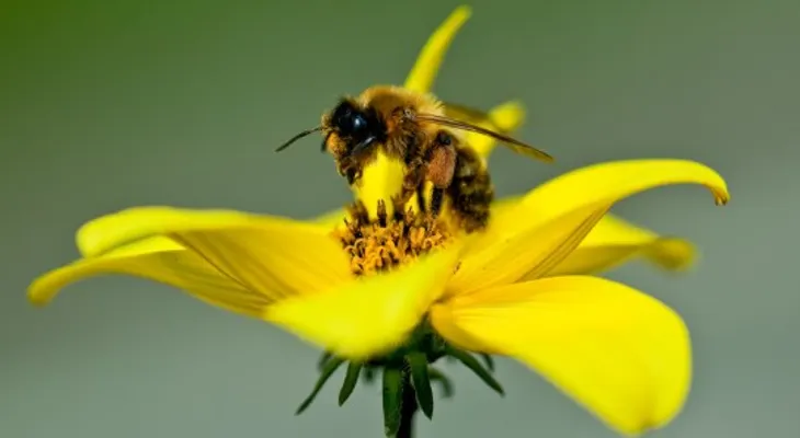 Estudio revela veneno de abeja podría ser clave contra problemas vasculares
