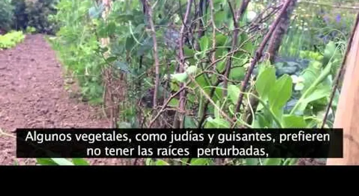 10 trucos para hurtos o jardines (Video)