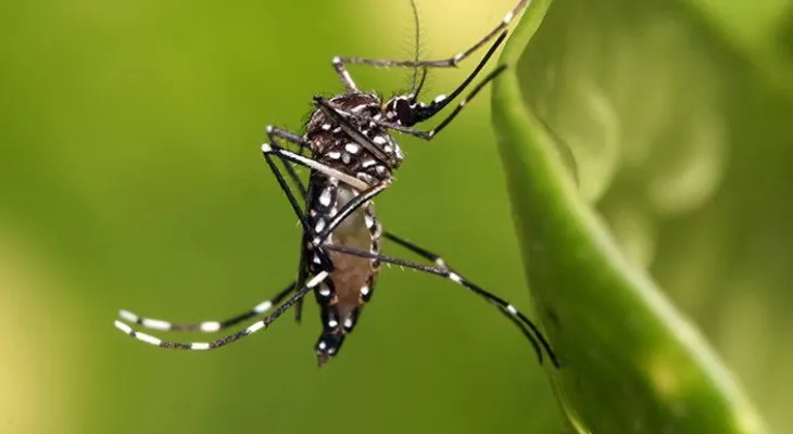Se han registrado 88 mil casos de malaria en Venezuela