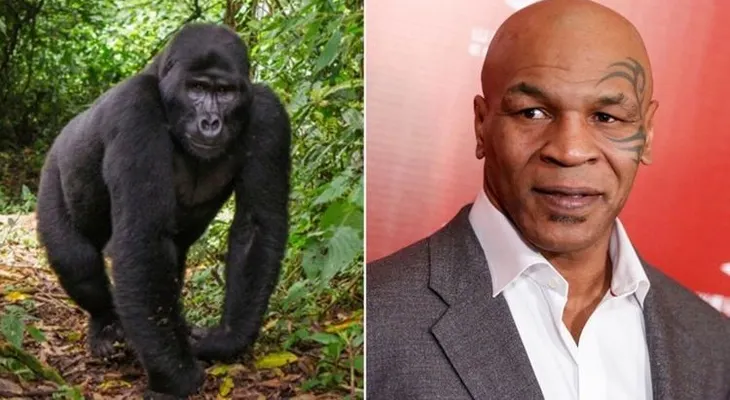 Mike Tyson intentó sobornar a un cuidador para boxear contra un gorila