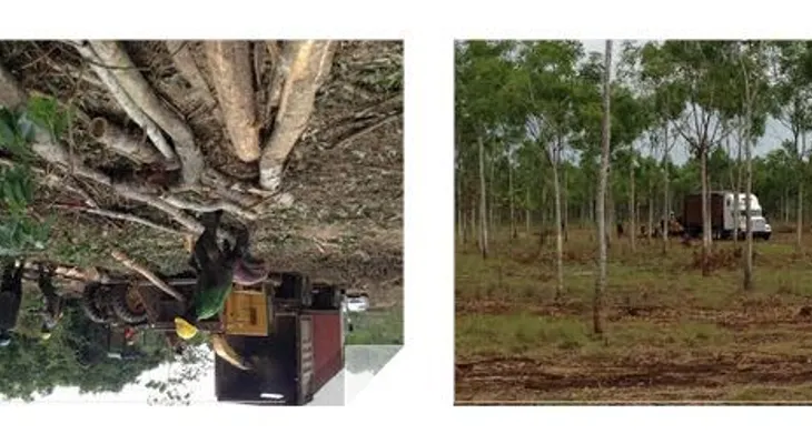 Plantas a carbón podrían operar con biomasa