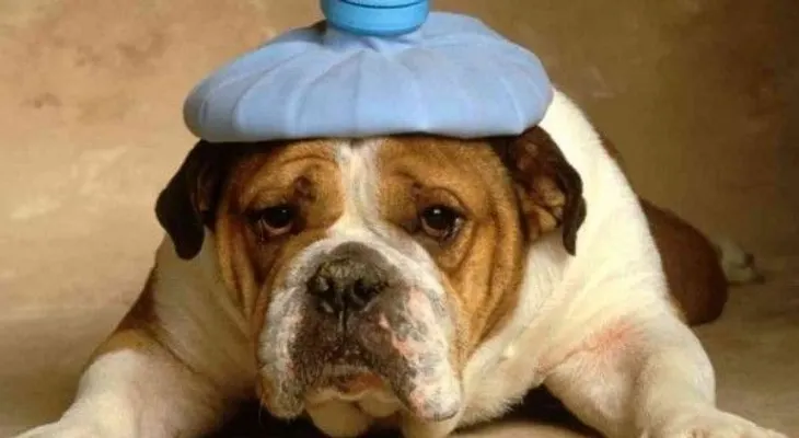 Tips para curar heridas de tu perro
