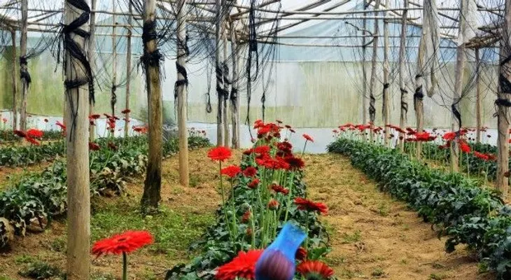 Floricultores de Constanza se expresan tras visita de Danilo Medina
