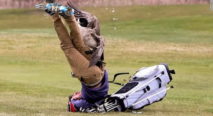 Este ganso hizo volar a jugador de golf y reafirmó su dominio sobre toda la humanidad