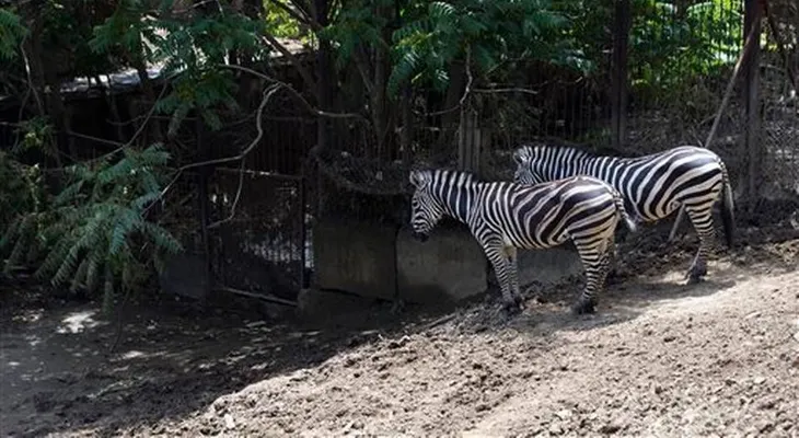 Tigre que escapó de zoológico mata a un hombre en Georgia 