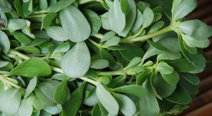 Verdolaga: planta silvestre que emerge como superalimento en RD