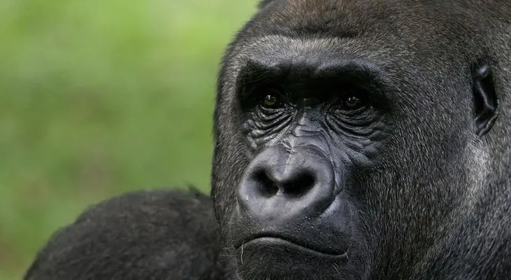 La extinción del verdadero King Kong