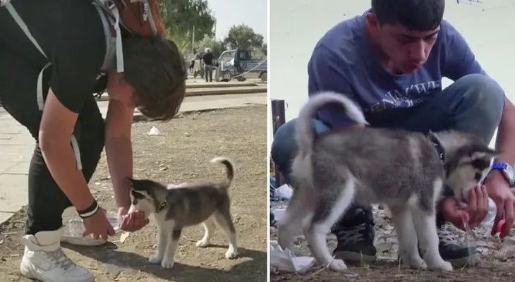 ¿Fue manipulado el VIDEO viral de un refugiado sirio que viajó 500 km con su perro?
