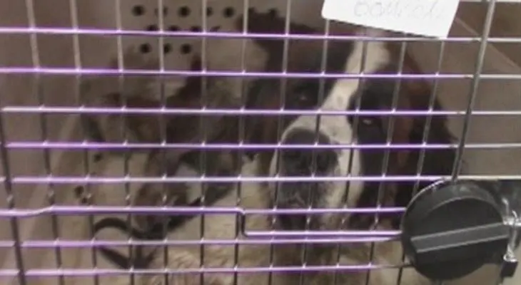 Perú: Hallan 2 perros mulas; uno muere