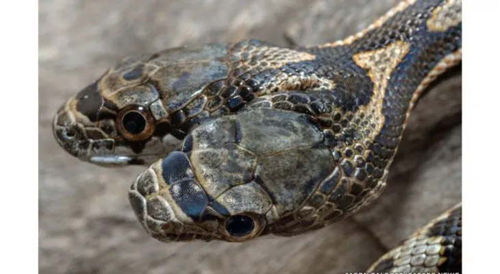 Hallan impresionante serpiente de 2 cabezas en Kansas