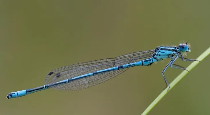Así son los insectos más asombrosos del MUNDO