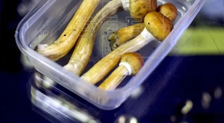 Hongos alucinógenos, ayuda contra la depresión con algunos peligros 