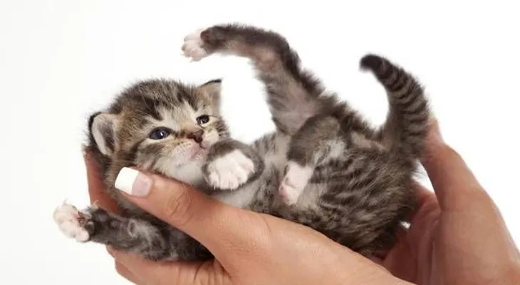 10 cosas que debes saber de los gatos