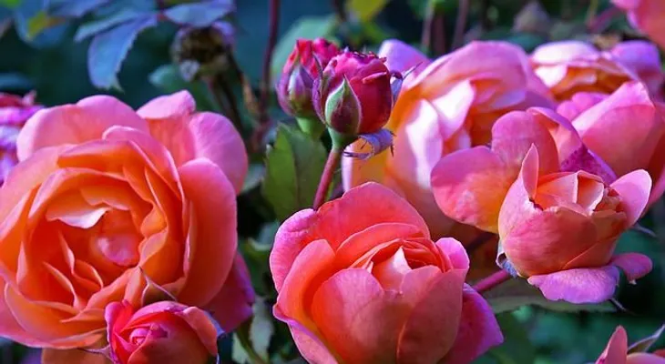 Solo necesitas el tallo de una rosa para obtener cientos de rosas más