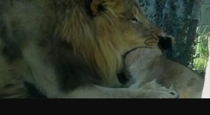 Un león mata a una leona frente a los visitantes del zoológico de Dallas