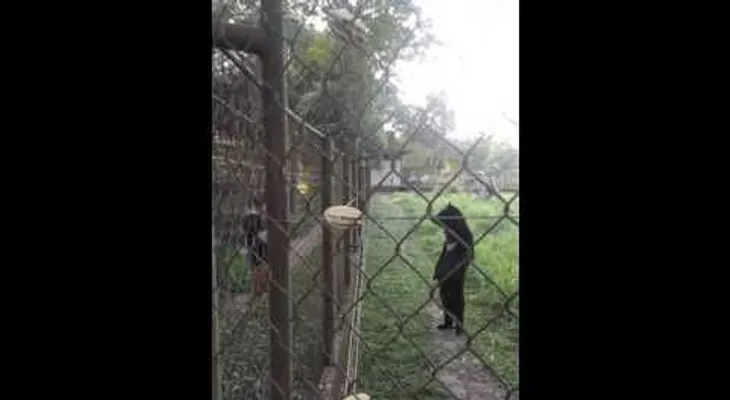 El gracioso video de un oso que oculta una desgarradora verdad (VIDEO)