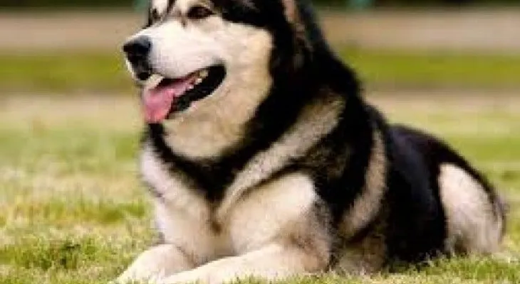 Cinco cosas que crees que son buenas para tu perro y no las son