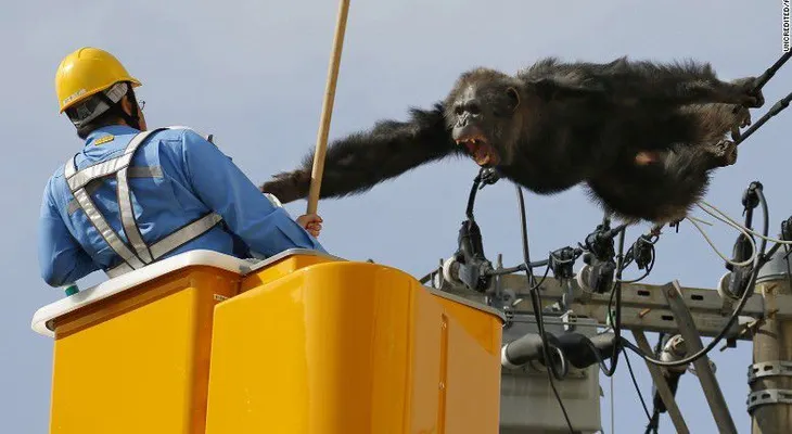 Un chimpancé se escapa brevemente de un zoológico en Japón