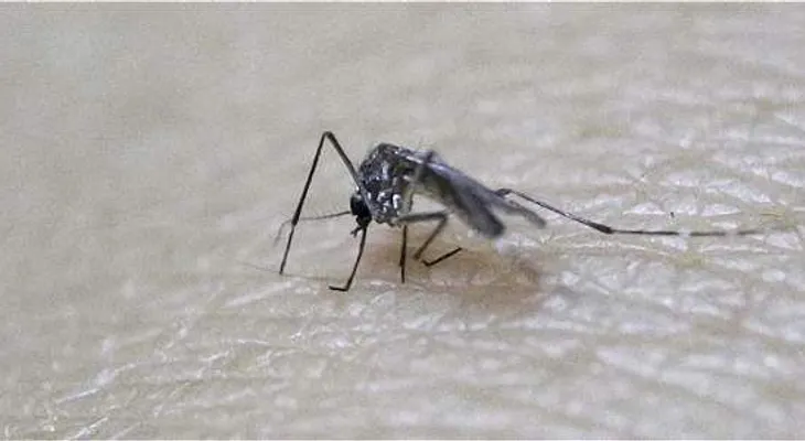 Suman más de 2 mil 900 los casos de Zika en el país
