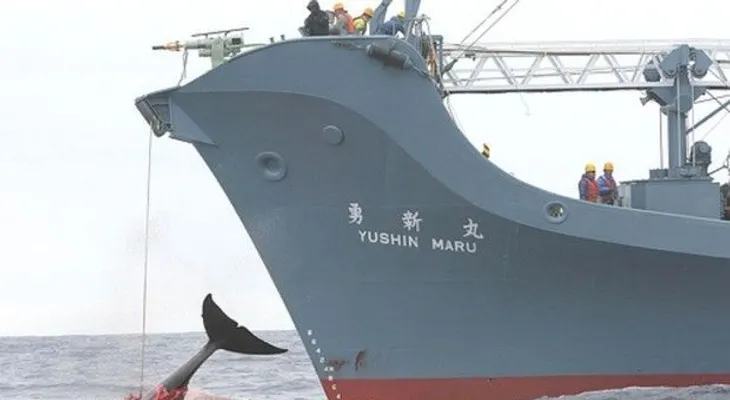 Con oposición de RD, aprueban continuación de cacería de ballenas. 
