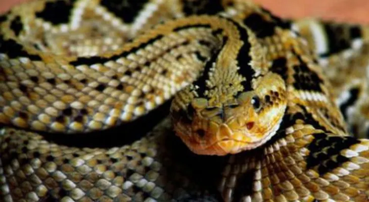 Serpiente muerde en Florida a hombre que quiso besarla