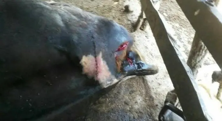 Trabajador molesto con patrón machetea varias reces