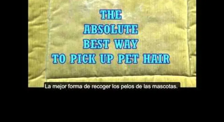 Conoce un truco que funciona para quitar los pelos de tu mascota de sillones y ropa 