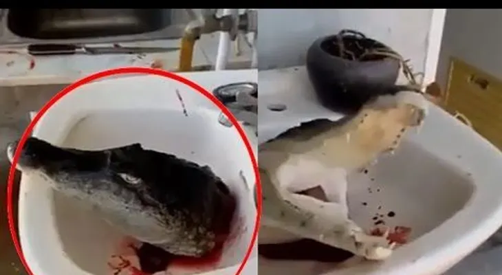 FUERTES IMÁGENES: Decapitan a un cocodrilo y lo filman mientras se sigue moviendo