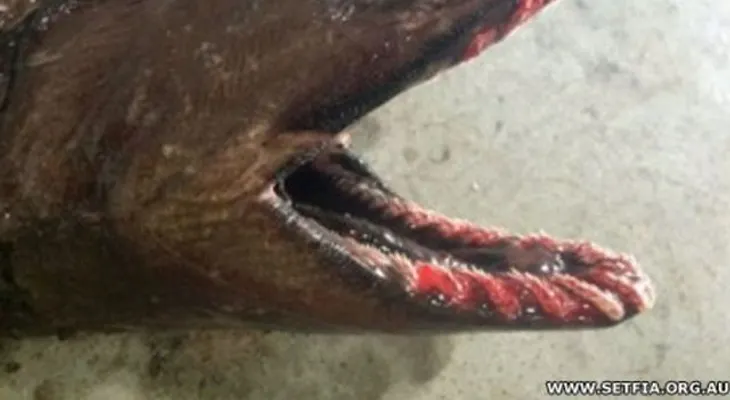 Capturan tiburón fósil viviente en aguas de Australia (Video)