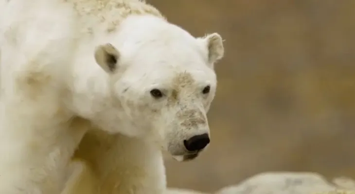 La imagen de un oso polar que hizo llorar a documentalistas 