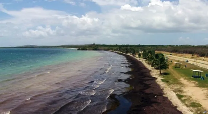 ¿De dónde vienen las algas que están invadiendo el Caribe?