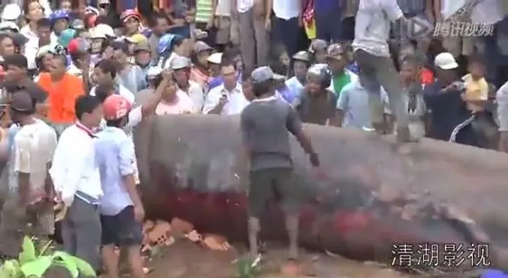 Video: Encuentran un monstruoso pez en Camboya