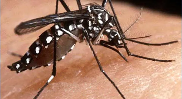 194 casos de dengue se han registrado en Cristo Rey 