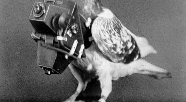 Animales que trabajan como agentes de los servicios secretos