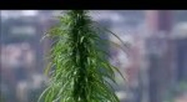 Apresan a dos hombres con 85 libras de marihuana que llevaban a santo domingo