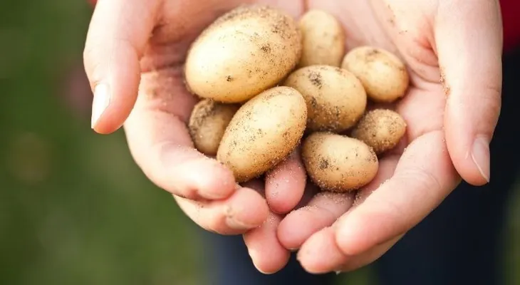 Cosas que puedes limpiar con patatas: pequeñas manchas, vidrio, gafas, oxido y pulido de plata