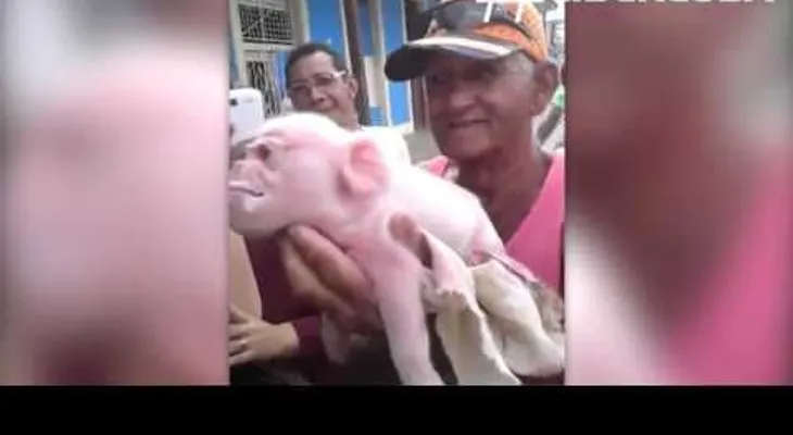 Nace puerco con cara de Mono, en Ciego de Avila en Cuba (VIDEO)