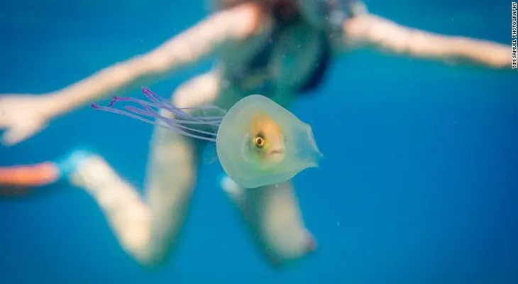 ¿Cómo llegó ese pez ahí? Fotógrafo capta una inusual foto de una medusa y su pasajero