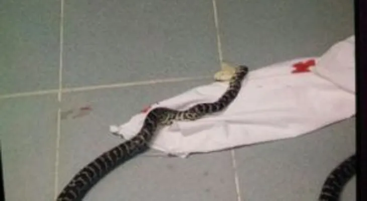Encuentran culebra gigante en pleno quirófano del Hospital Calventi Los Alcarrizos