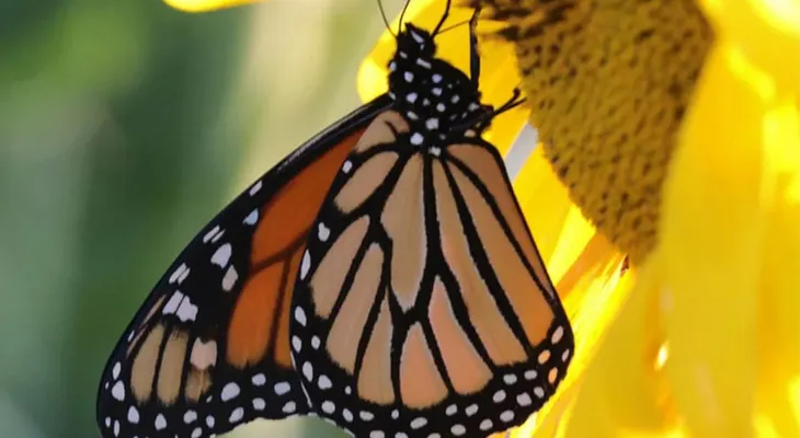 Si una mariposa visita tu casa algo lindo va a suceder; es símbolo de cambio y esperanza en tu vida