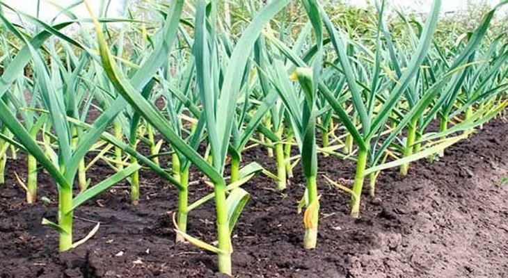 Esta planta mata 14 tipos de cáncer y 13 infecciones diferentes