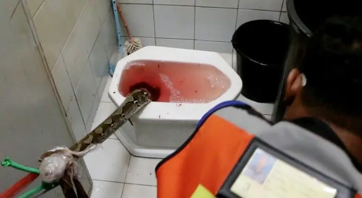 Pitón de tres metros entra por inodoro y le muerde el pene a un hombre