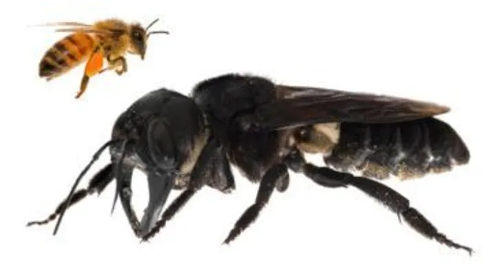 Científicos descubren abeja gigante desaparecida desde hace 40 años