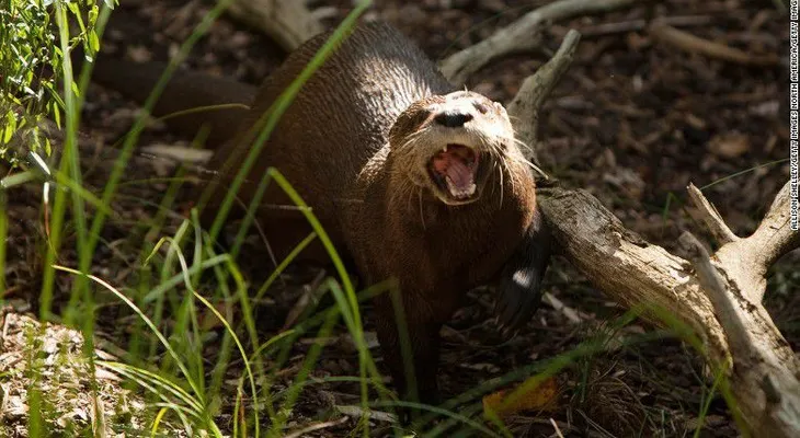 Nutria muere por unos pantalones no autorizados