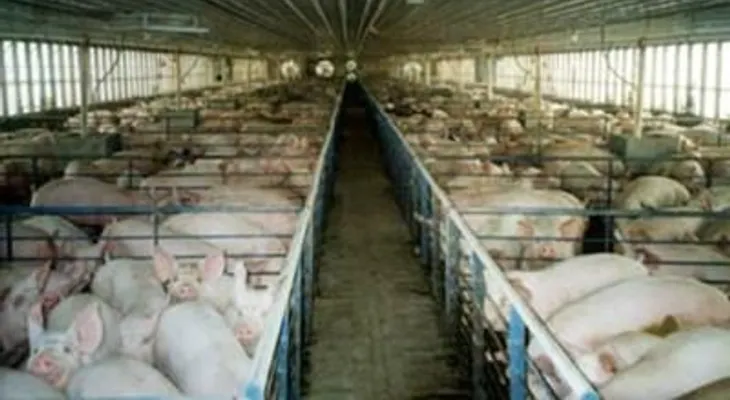 Bagricola presta RD$558 millones a productores de huevos, pollos y cerdos 