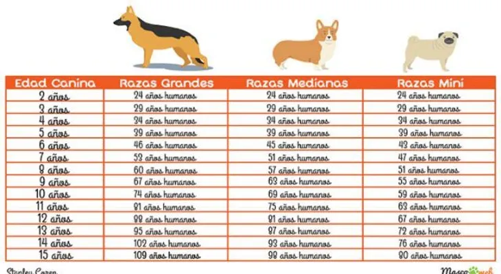 ¿Quieres saber la edad humana de tu perro? ¡Esta tabla te lo dirá !