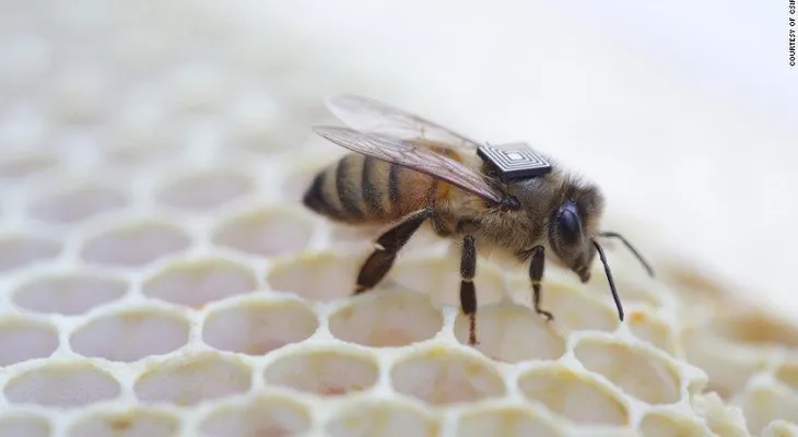 Así combaten investigadores australianos la disminución de las colonias de abejas
